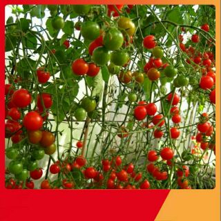 HẠT GIỐNG CÀ CHUA CHUỖI NGỌC