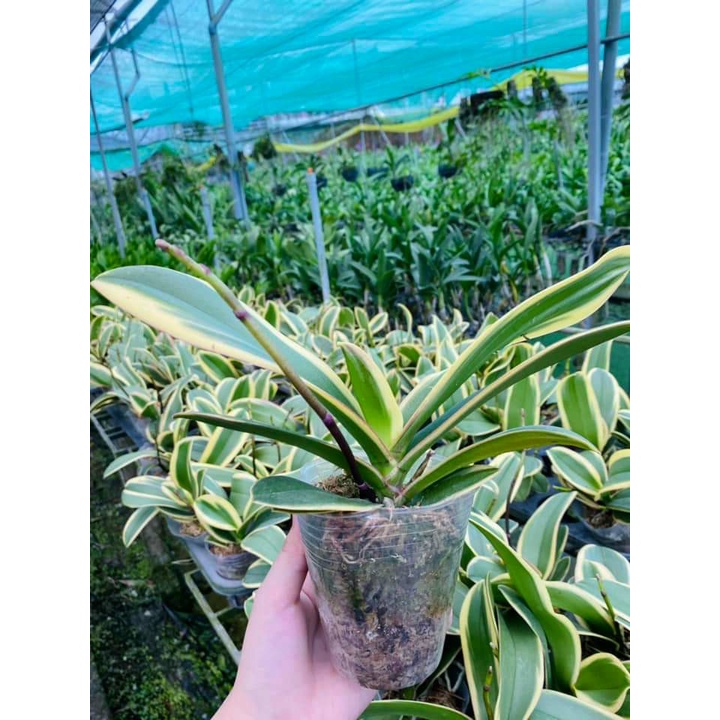 LAN HỒ ĐIỆP LÁ BIÊN MẶT HOA XỔ