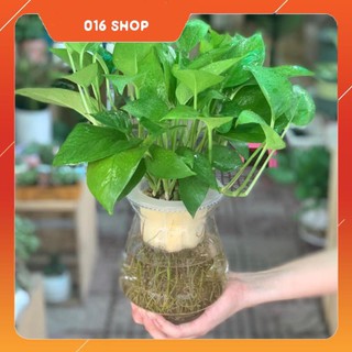 Cây Vạn Niên Thanh Thủy Sinh Để Bàn - 12x12x40 Cm - Cây Mini & Chậu Trồng Cây Thủy Tinh