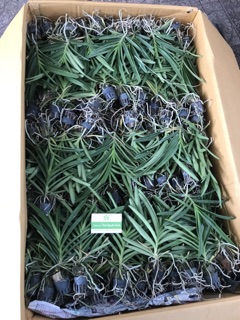 Vanda cây cỡ trung