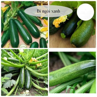Hạt giống bi ngoi xanh dài ( 15 - 20 hạt ) (TẶNG gói kích thích hạt nảy mầm)