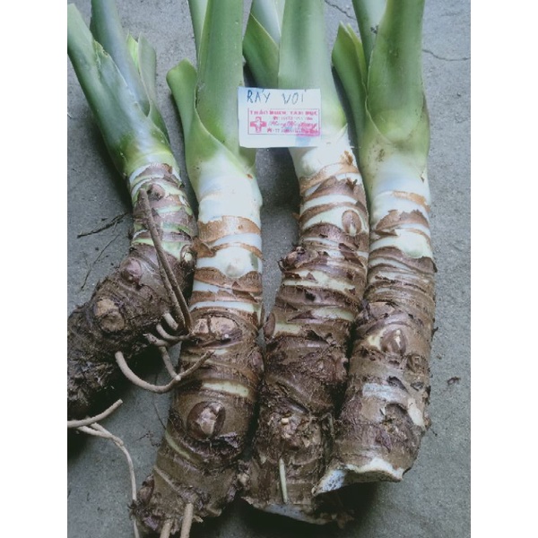 Cây ráy voi mua 3 tặng 1 , mua 5 tặng 2