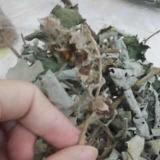 CÂY MÂM XÔI phơi khô