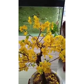1 cây mai vàng quấn rễ (cao 50cm)