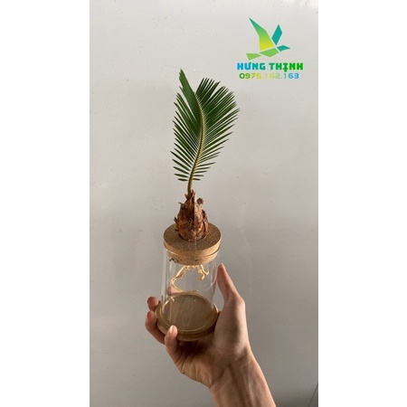 Vạn Tuế mini để bàn siêu xinh