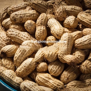 10 GRAM - HẠT GIỐNG ĐẬU PHỘNG