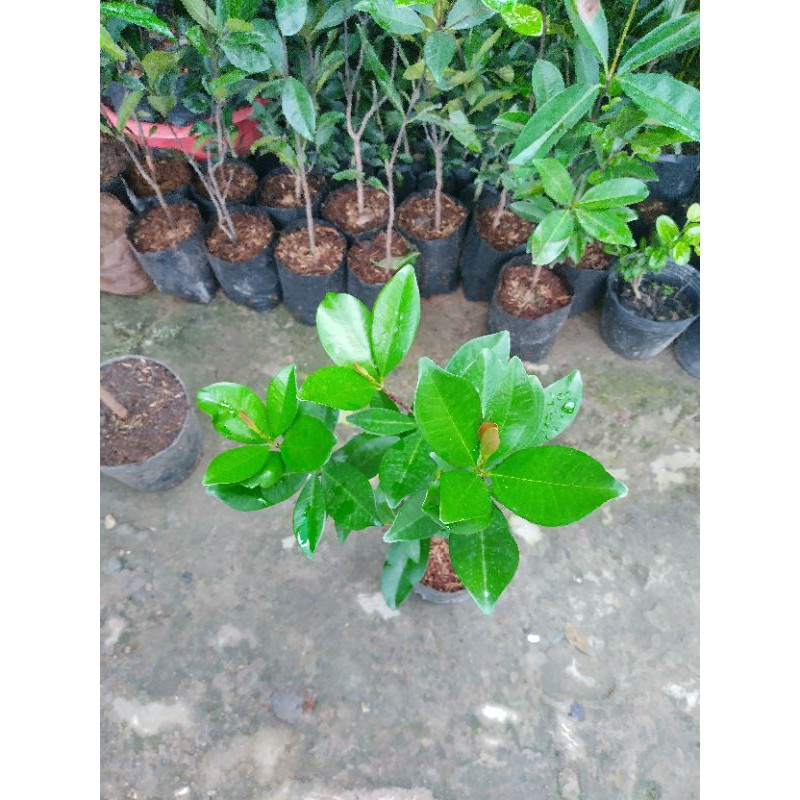 Cây Cherry Brazil - cao tầm 50cm