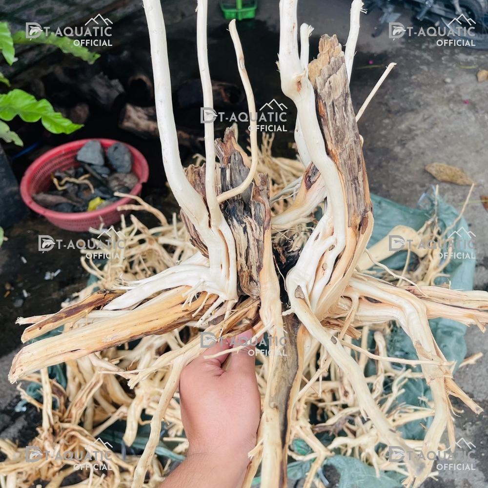 Lũa Thủy Sinh Hải Sa Quỳ (Chọn Theo Kích Thước hồ) Hàng Đẹp - Trang Trí Bể Cá Cảnh, Setup Bể Thủy Sinh