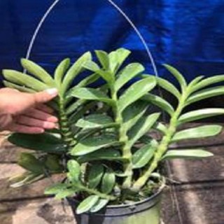 Hoa lan trầm tím thái lan ( cao 25cm, cây to đẹp, chất lượng)