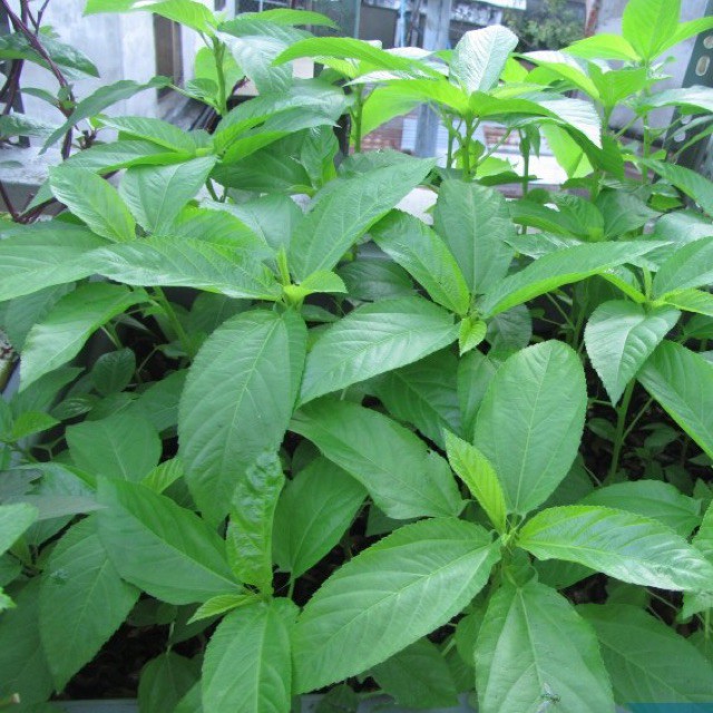 10gr HẠT GIỐNG RAU ĐAY TRẮNG