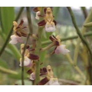 Lan sừng trâu rừng