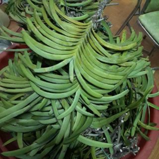 Phong lan hải yến