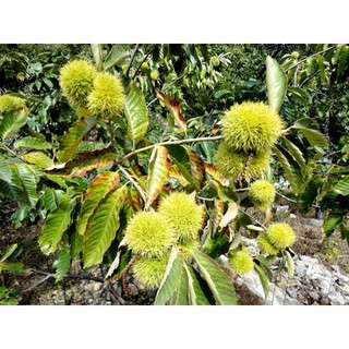 CÂY GIỐNG CÂY HẠT DẺ ĐEN TRÙNG KHÁNH