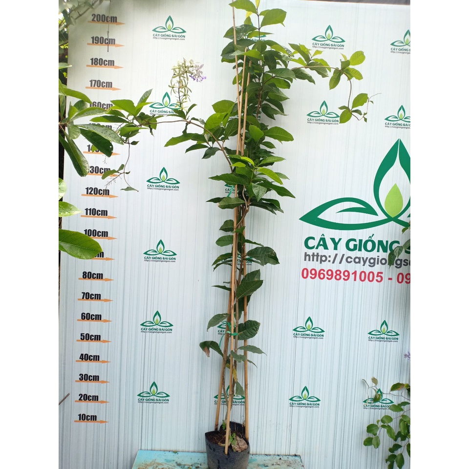 Cây hoa mai xanh thái , cây cao 1,5m chuỗi hoa dài, hoa quanh năm