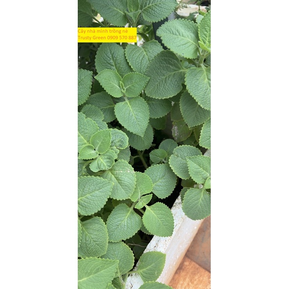 1 CÂY HÚNG CHANH TẦN DẦY LÁ 15-50CM CỰCKHỎE200K tặngdịchtrùn SHIP 30PHÚT KHO Q11,7,9,THỦĐỨC,PHÚNHUẬN