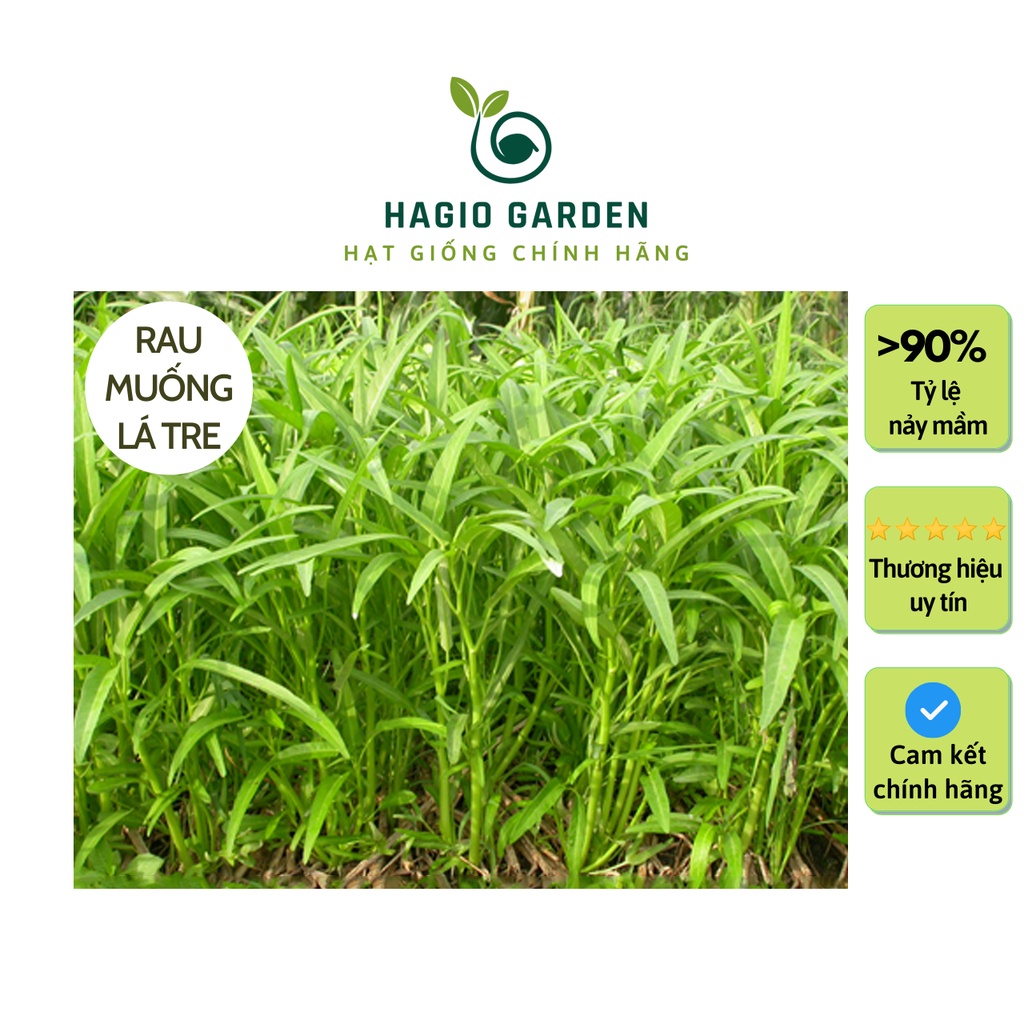 Hạt giống rau muống lá tre Rado 12 chính hãng Rạng Đông trồng quanh năm, cây phát triển mạnh, hạt giống rau củ quả HAGIO
