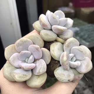 Sen đá sỏi size vĩ 3-5cm - sen đá đà lạt giá rẻ