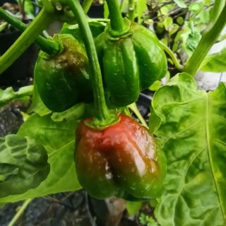 Hạt ớt  Habanero đỏ Mỹ