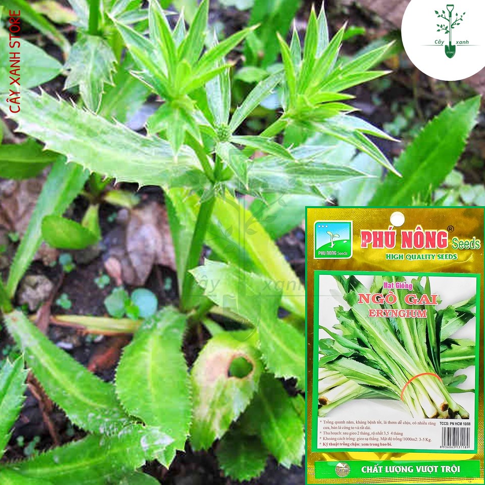 Hạt Giống Ngò Gai  Dễ Trồng, Thơm 5Gr - Phú Nông Seeds - Key: Đất sạch, Phân Bón, Hữu Cơ, Xơ Dừa