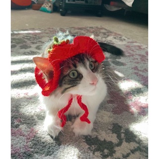 Mũ cho bé mèo siêu dễ thương