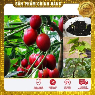 Hạt giống cà chua thân gỗ(4 hạt)