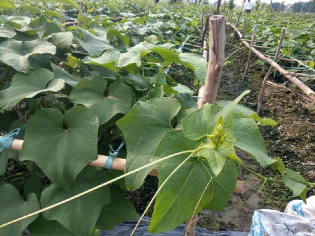 Phân bón lá hữu cơ cao cấp Big-Bio cho cây lúa rau màu cây cảnh chai 250ml dung dịch thuỷ canh