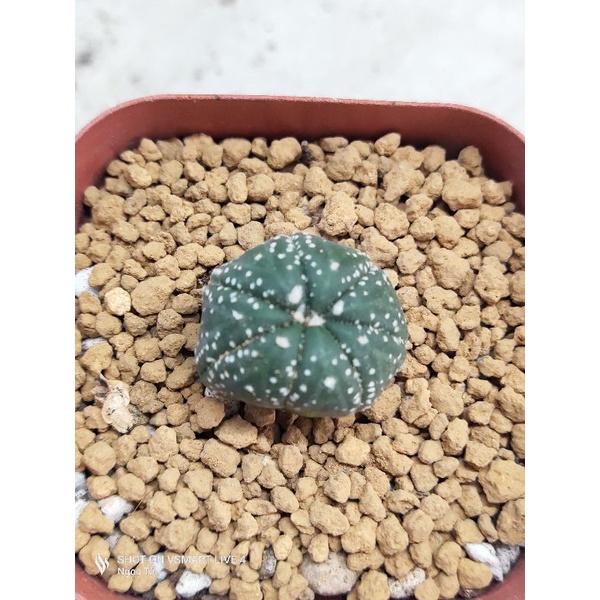 Xương rồng aster hàng hạt