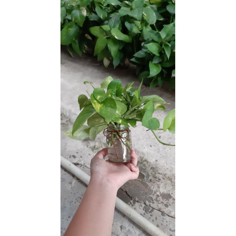 cành trầu bà
