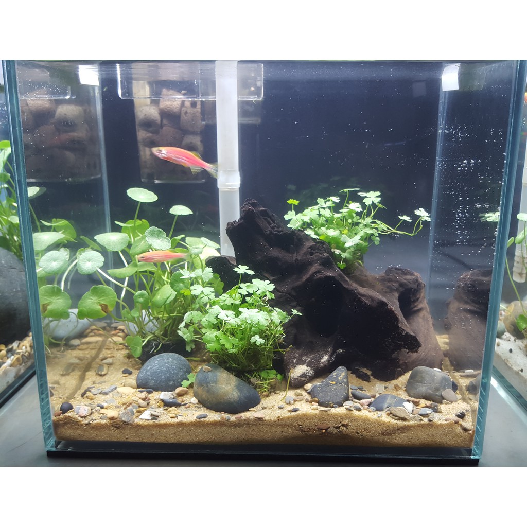 Trọn bộ Hồ cá Thủy Sinh để bàn + LỌC + ĐÈN: Trọn bộ Bể cá 20x15x18, Bố cục Thủy Sinh như hình ảnh +L