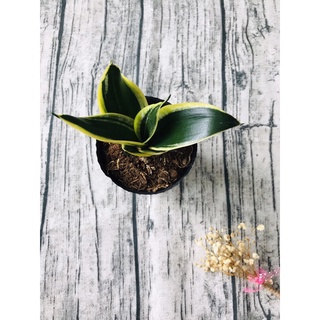 cây lưỡi hổ, lưỡi hổ thái