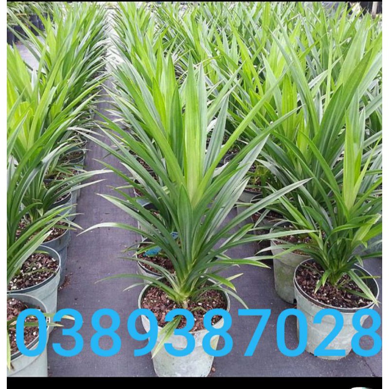 cây lá dứa giống,2 cây