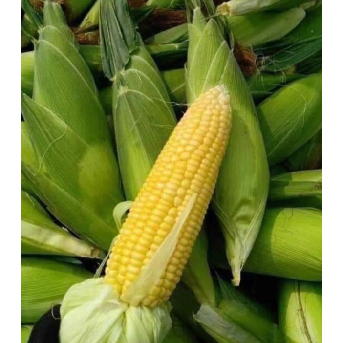 bắp mỹ 8k / 1 trái / bán trong tphcm