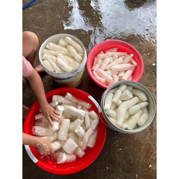 Củ sắn - khoai mì bở tơi, thơm ngon 1kg trồng trên nương điện biên