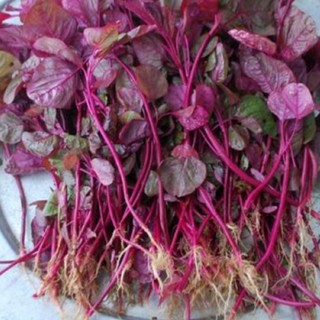 Hạt Giống Rau Dền Đỏ Tâm Nông