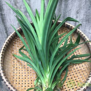 Cây lá dứa, lá nếp thơm (cây rễ trần)