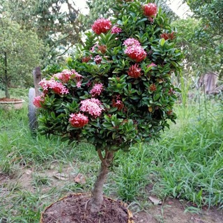 Cây hoa mẫu đơn Hồng phấn siêu hoa