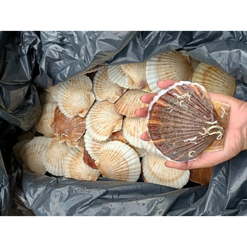 Sò điệp nhật 1kg (hàng cấp đông bao ngon)