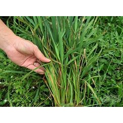 Dứt điểm đạo ôn lá-đạo ôn cổ bông-cháy bìa lá- Vua đạo ôn 100gr