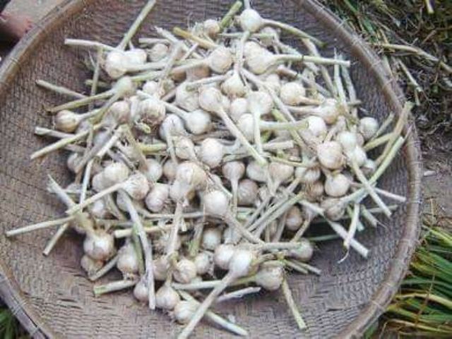 1kg Tỏi  - Đặc sản Lý Sơn ( Quảng Ngãi ) | BigBuy360 - bigbuy360.vn