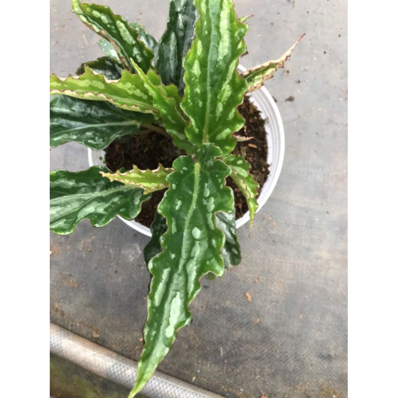 Chậu cứng Begonia sọc đốm