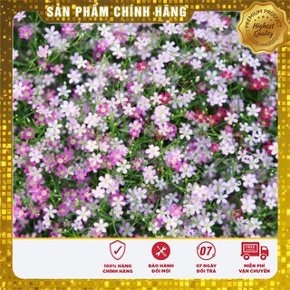 Bộ gói hạt giống Baby mix