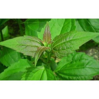 CHUẨN 1kg Cây Cỏ Lào Cộng Sản khô