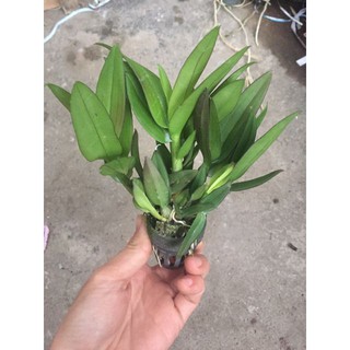 Hoa phong lan denro mini yaya