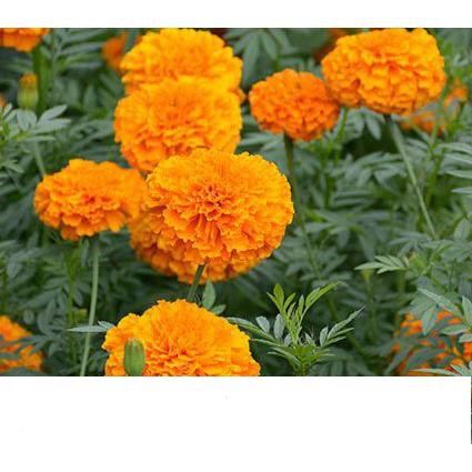 Hạt Giống Hoa Cúc Vạn Thọ Pháp Đỏ Cam Gói 20 Hạt