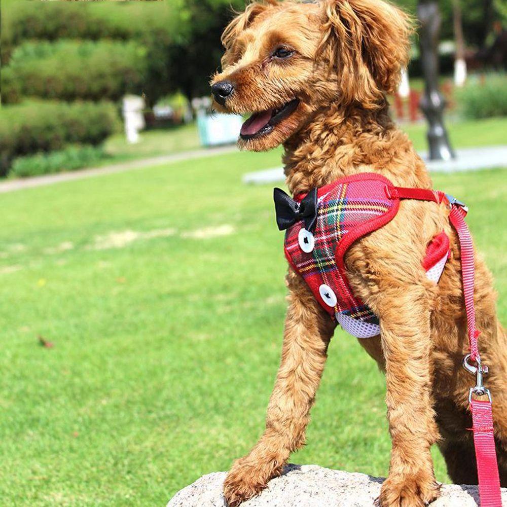 Đầm AUGUSTINA Thoáng Khí Kèm Dây Dắt Cho Thú Cưng Cỡ Nhỏ / Trung Bình / Mèo