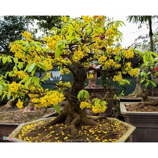 Cây giống mai vàng