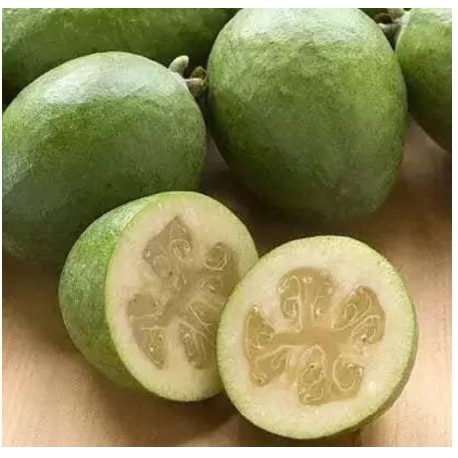 Cây giống ổi dứa New Zealand, ổi có vị dứa thơm ngon dễ trồng - Feijoa - UtNho