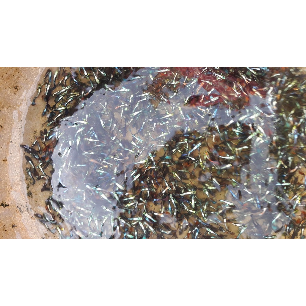 10 Con Cá Bảy Màu Tạp Khu Vực TPHCM