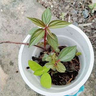 cây thuốc dòi