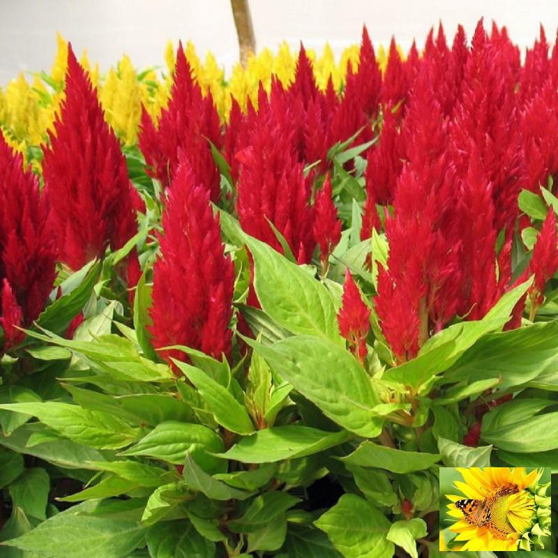 Hạt giống hoa Màu gà lửa (100 hạt)